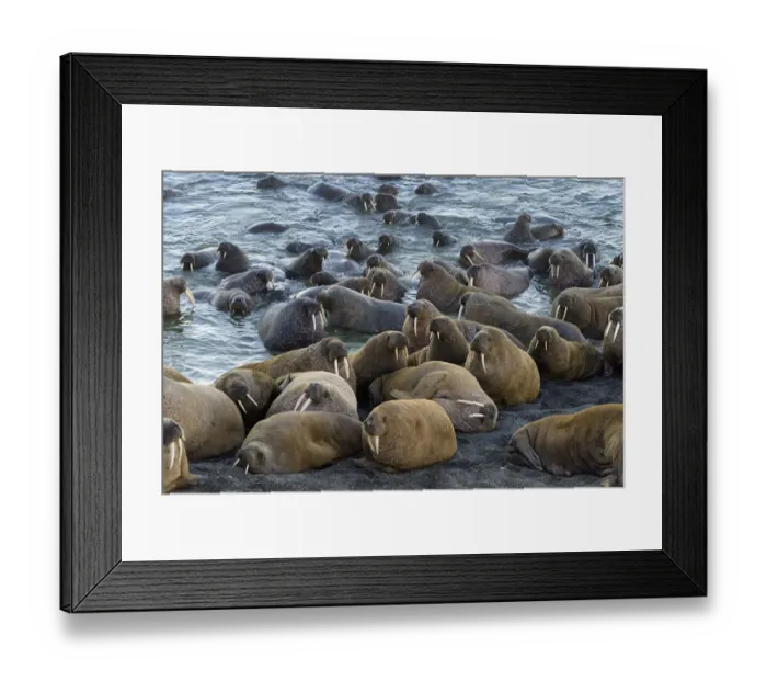 Framed Print : Walrus (Odobenus rosmarus) colony resting, Vaygach Island, Arctic, Russia, July Framed Print : Walrus (Odobenus rosmarus) colony resting, Vaygach Island, Arctic, Russia, July
