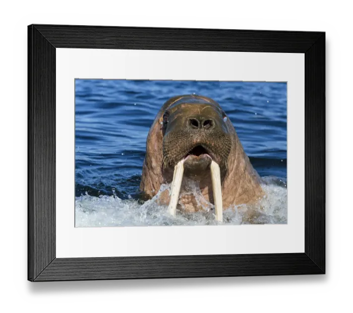 Framed Print : Walrus (Odobenus rosmarus) male in water, Vaygach Island, Arctic, Russia, July Framed Print : Walrus (Odobenus rosmarus) male in water, Vaygach Island, Arctic, Russia, July