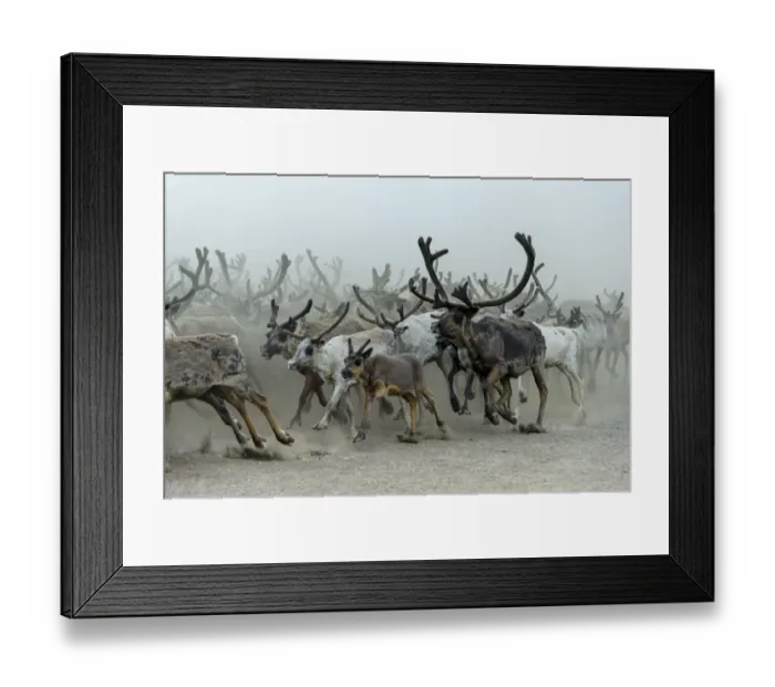 Framed Print : Nenet people herding Reindeer (Rangifer tarandus) Nenets Autonomous Okrug, Arctic Framed Print : Nenet people herding Reindeer (Rangifer tarandus) Nenets Autonomous Okrug, Arctic