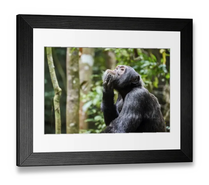 Framed Print : Chimpanzee (Pan troglodytes schweinfurthii) male, scratching, Kibale National Park Framed Print : Chimpanzee (Pan troglodytes schweinfurthii) male, scratching, Kibale National Park