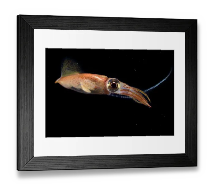 Framed Print : Firefly squid (Watasenia scintillans) releasing eggs into the water during spawning season