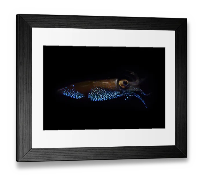 Framed Print : Firefly squid (Watasenia scintillans) emitting light from photophores, Toyama Bay, Japan Framed Print : Firefly squid (Watasenia scintillans) emitting light from photophores, Toyama Bay, Japan