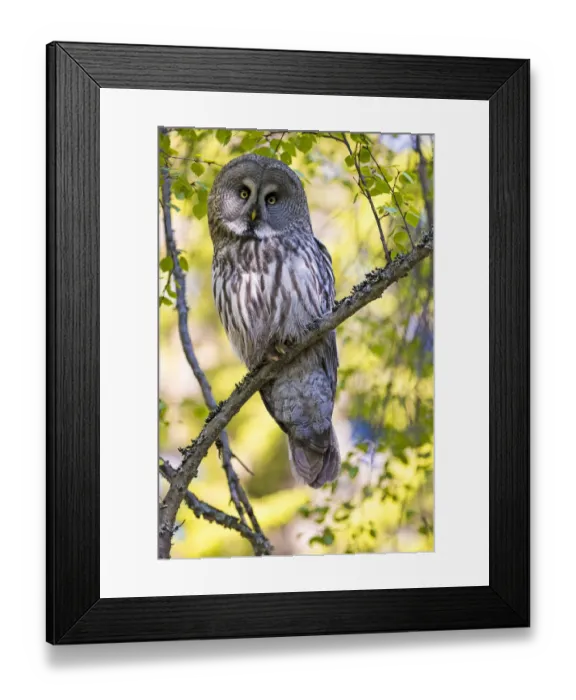 Framed Print : Great grey owl (Strix nebulosa) perched on branch, Finland. May Framed Print : Great grey owl (Strix nebulosa) perched on branch, Finland. May