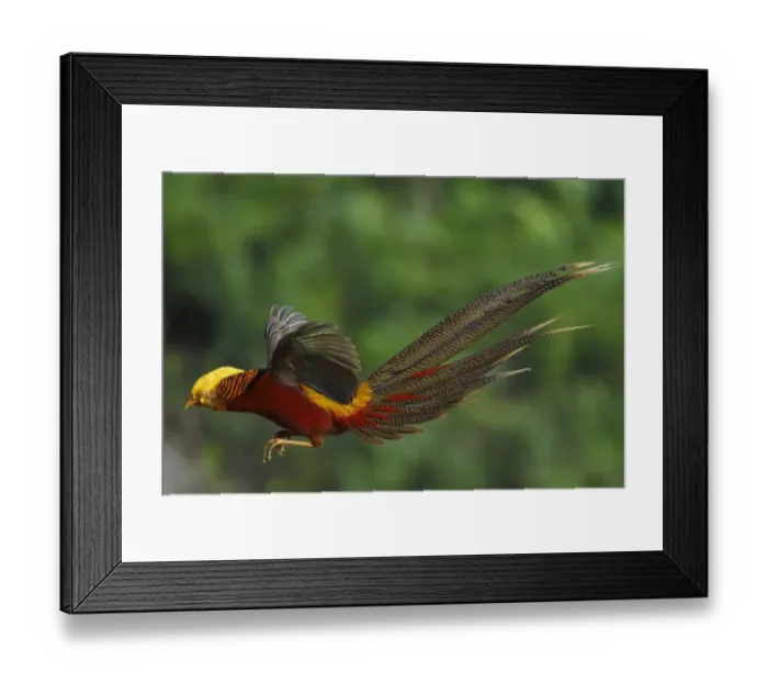 Framed Print : Golden pheasant 1+Chrysolophus pictus+2 male jumping, Yangxian Biosphere Reserve Framed Print : Golden pheasant 1+Chrysolophus pictus+2 male jumping, Yangxian Biosphere Reserve