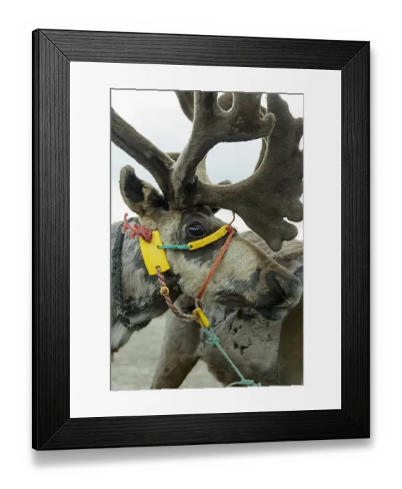 Framed Print : Harnessed Reindeer (Rangifer tarandus), Nenets Autonomous Okrug, Arctic, Russia, July Framed Print : Harnessed Reindeer (Rangifer tarandus), Nenets Autonomous Okrug, Arctic, Russia, July