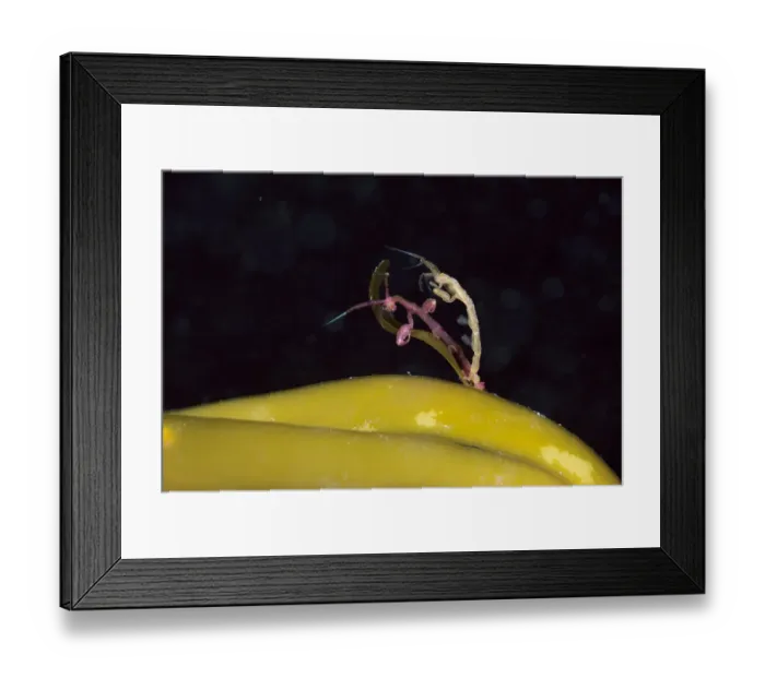 Framed Print : Skeleton shrimp (Caprella septentrionalis) mating Novaya Zemlya, Russian Arctic, July