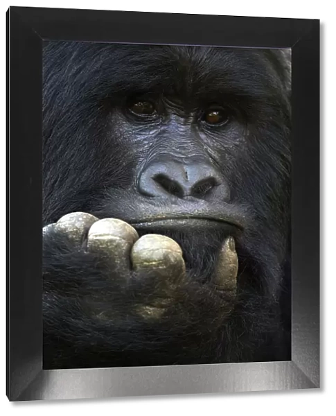 RF - Mountain gorilla (Gorilla beringei beringei) silverback male, portrait, member