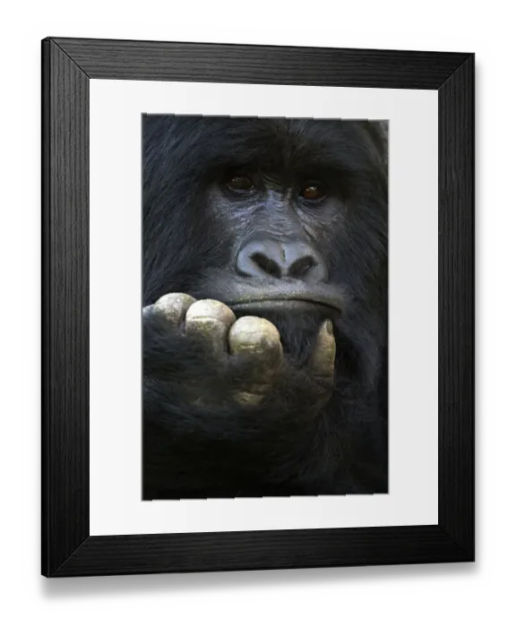 Framed Print : RF - Mountain gorilla (Gorilla beringei beringei) silverback male, portrait, member Framed Print : RF - Mountain gorilla (Gorilla beringei beringei) silverback male, portrait, member