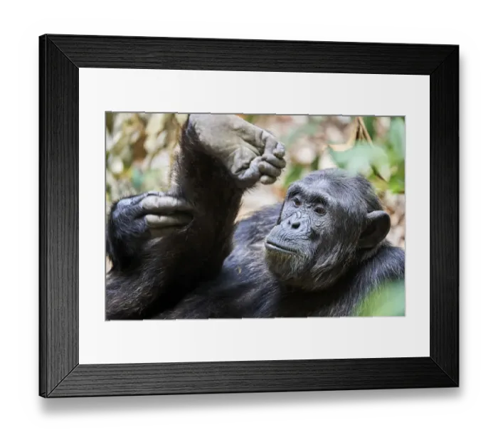 Framed Print : Chimpanzee (Pan troglodytes schweinfurthii) male, scratching its leg, National Park Framed Print : Chimpanzee (Pan troglodytes schweinfurthii) male, scratching its leg, National Park
