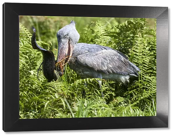 Shoebill stork (Balaeniceps rex) feeding on a Spotted African lungfish (Protopterus