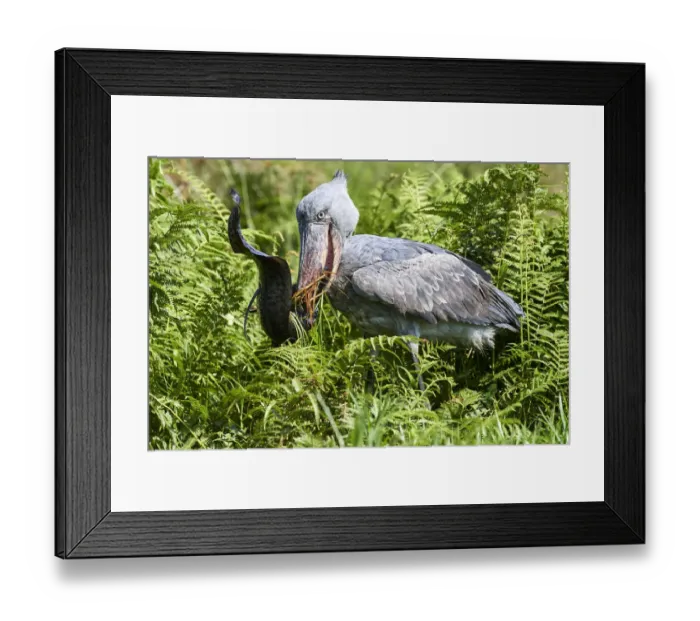 Framed Print : Shoebill stork (Balaeniceps rex) feeding on a Spotted African lungfish (Protopterus Framed Print : Shoebill stork (Balaeniceps rex) feeding on a Spotted African lungfish (Protopterus