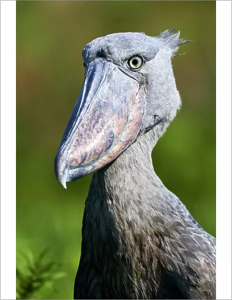 Shoebill stork (Balaeniceps rex) portrait. Swamps of Mabamba, Lake Victoria, Uganda