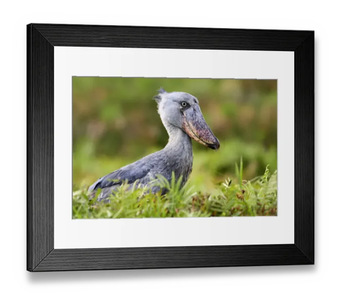 Framed Print : Shoebill (Balaeniceps rex) portrait. Swamps of Mabamba, Lake Victoria, Uganda Framed Print : Shoebill (Balaeniceps rex) portrait. Swamps of Mabamba, Lake Victoria, Uganda