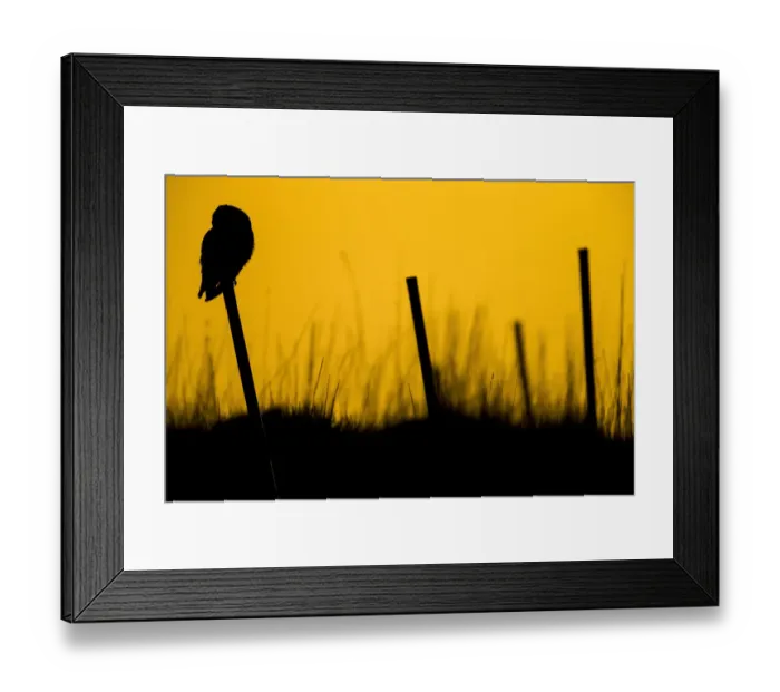 Framed Print : Short-eared owl (Asio flammeus) at sunset, Vendee, France, February Framed Print : Short-eared owl (Asio flammeus) at sunset, Vendee, France, February