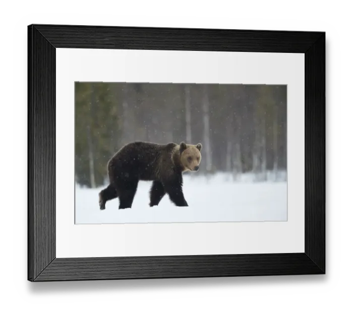 Framed Print : Brown Bear (Ursus arctos) in the snow, Finland, April Framed Print : Brown Bear (Ursus arctos) in the snow, Finland, April
