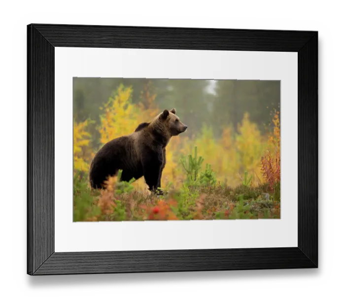 Framed Print : Brown bear (Ursus arctos) in autumnal forest, Finland, September Framed Print : Brown bear (Ursus arctos) in autumnal forest, Finland, September