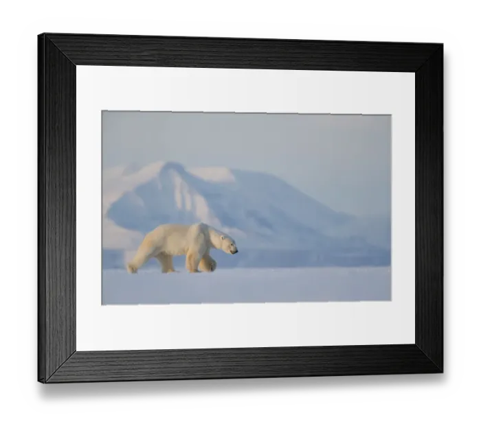 Framed Print : Polar bear (Ursus maritimus) walking in snow, Svalbard, Norway, April Framed Print : Polar bear (Ursus maritimus) walking in snow, Svalbard, Norway, April