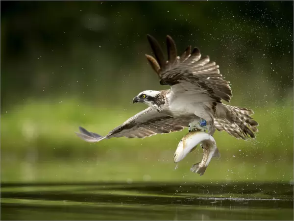 Osprey (Pandion haliaetus) in flight catching a fish, Finland, July