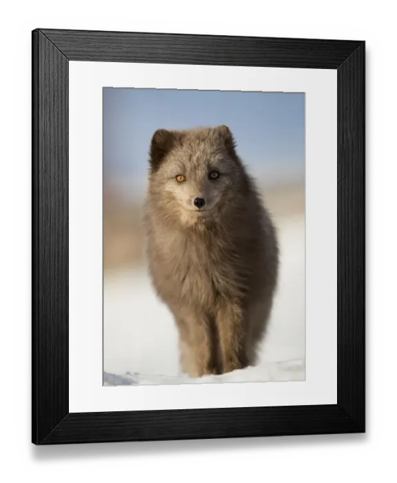 Framed Print : Arctic fox (Alopex lagopus) in the snow, in summer coat, Svalbard, Norway, April Framed Print : Arctic fox (Alopex lagopus) in the snow, in summer coat, Svalbard, Norway, April