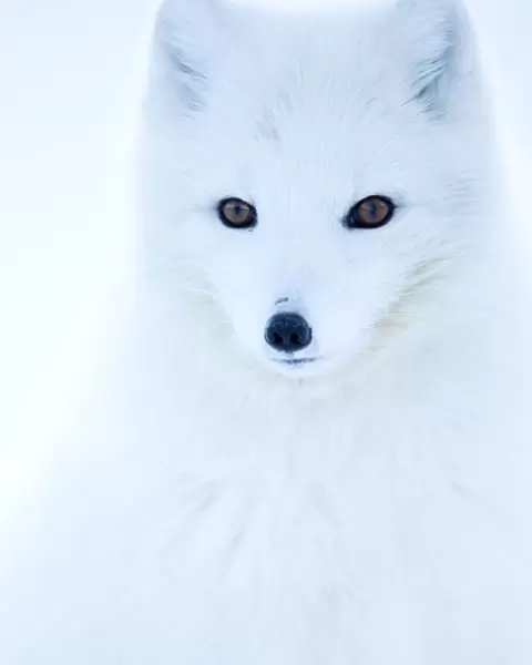 Arctic fox (Alopex lagopus), in winter coat portrait, Svalbard, Norway, April