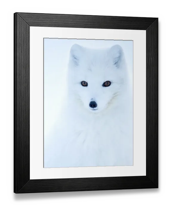 Framed Print : Arctic fox (Alopex lagopus), in winter coat portrait, Svalbard, Norway, April Framed Print : Arctic fox (Alopex lagopus), in winter coat portrait, Svalbard, Norway, April
