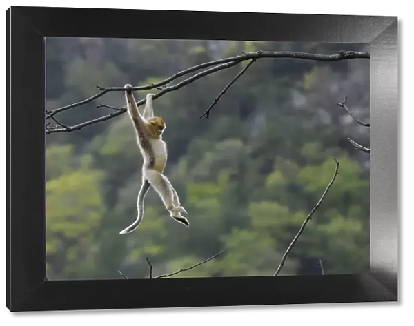 Golden snub-nosed monkey 1+Rhinopithecus roxellana+2 hanging on branch, Foping Nature Reserve