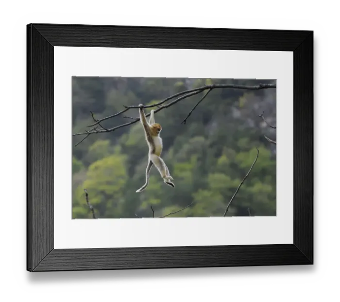 Framed Print : Golden snub-nosed monkey 1+Rhinopithecus roxellana+2 hanging on branch, Foping Nature Reserve