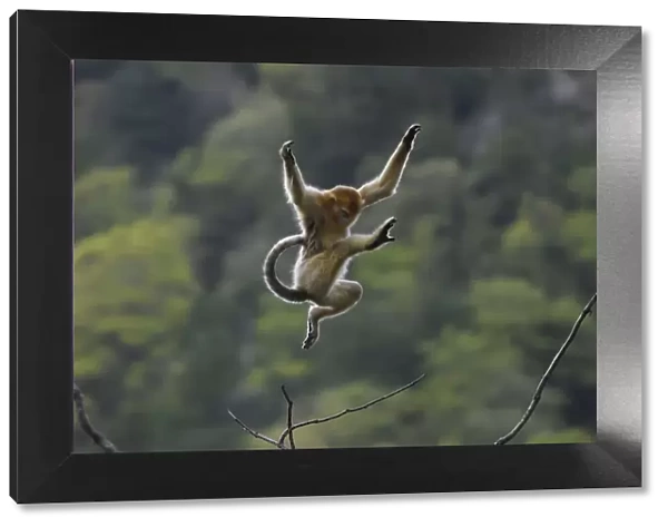 Golden snub-nosed monkey (Rhinopithecus roxellana) jumping from branch to branch