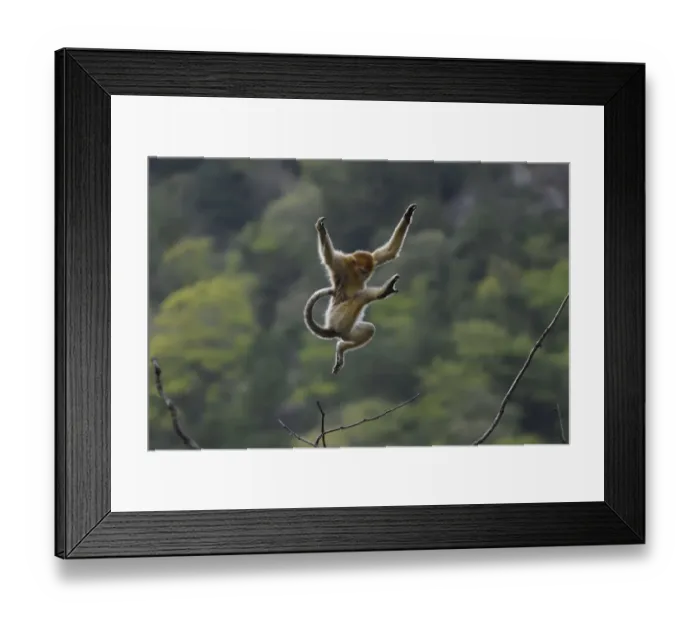Framed Print : Golden snub-nosed monkey (Rhinopithecus roxellana) jumping from branch to branch Framed Print : Golden snub-nosed monkey (Rhinopithecus roxellana) jumping from branch to branch