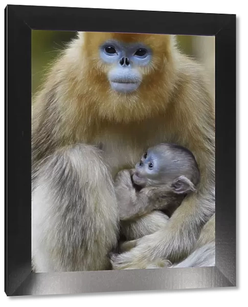 Golden snub-nosed monkey (Rhinopithecus roxellana) female with very young baby, Foping
