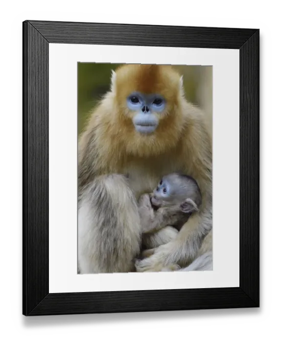 Framed Print : Golden snub-nosed monkey (Rhinopithecus roxellana) female with very young baby, Foping