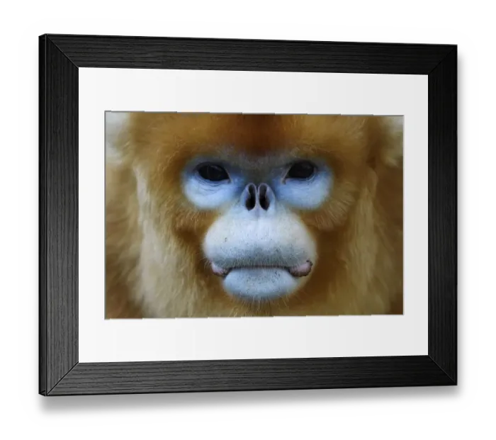 Framed Print : Portrait of a Golden snub-nosed monkey 1+Rhinopithecus roxellana+2 full frame of the face Framed Print : Portrait of a Golden snub-nosed monkey 1+Rhinopithecus roxellana+2 full frame of the face