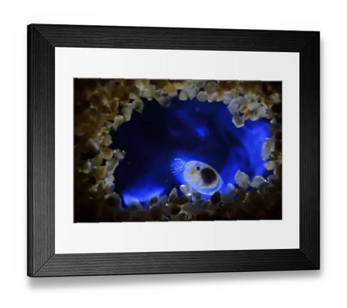 Framed Print : Bioluminescent Sea-fireflies (Vargula hilgendorfii) producing a bright blue light Framed Print : Bioluminescent Sea-fireflies (Vargula hilgendorfii) producing a bright blue light
