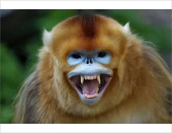 Portrait of a Golden snub-nosed monkey (Rhinopithecus roxellana) screaming and showing its teeth