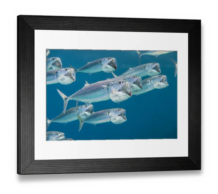 Framed Print : Striped mackerel (Rastrelliger kanagurta) shoal swimming with open mouths, filtering Framed Print : Striped mackerel (Rastrelliger kanagurta) shoal swimming with open mouths, filtering