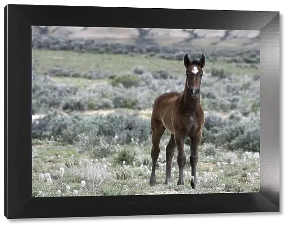 Wild horse {Equus caballus} colt, Adobe Town, Wyoming, USA