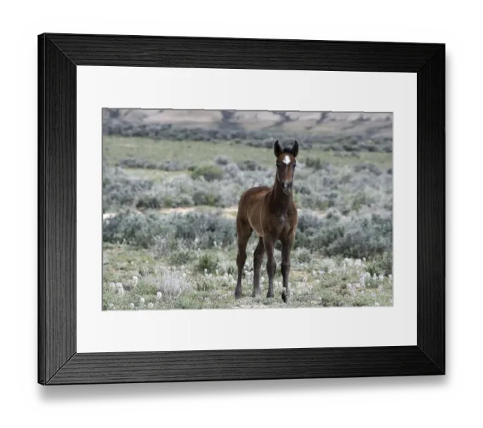 Framed Print : Wild horse {Equus caballus} colt, Adobe Town, Wyoming, USA Framed Print : Wild horse {Equus caballus} colt, Adobe Town, Wyoming, USA
