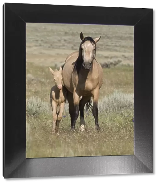 Wild horse  /  mustang in McCullough Peaks, Wyoming, USA - buckskin mare and cremello