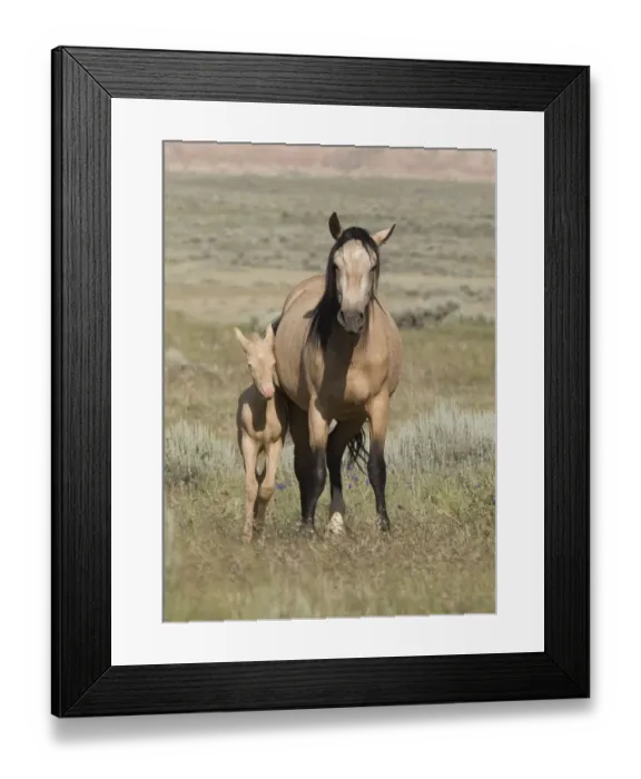 Framed Print : Wild horse / mustang in McCullough Peaks, Wyoming, USA - buckskin mare and cremello Framed Print : Wild horse / mustang in McCullough Peaks, Wyoming, USA - buckskin mare and cremello