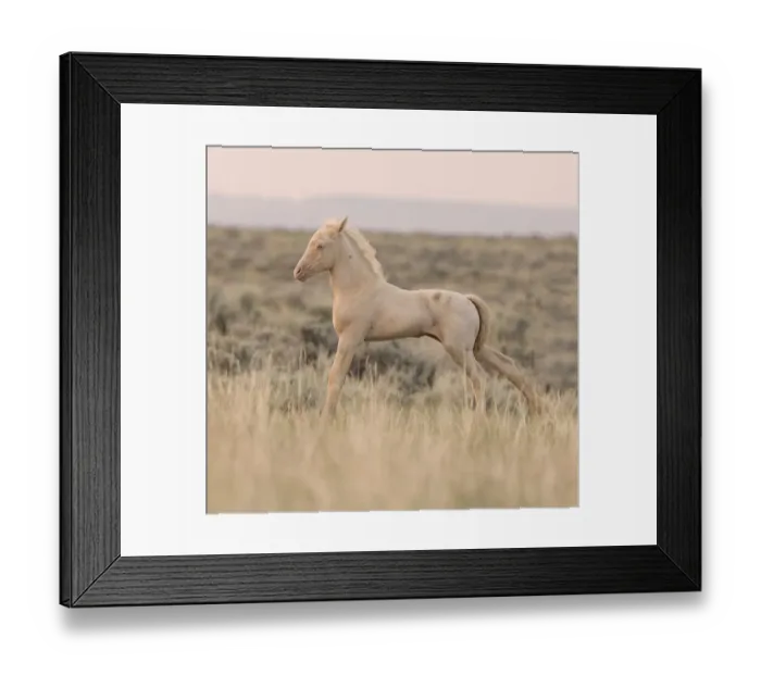 Framed Print : Wild Horses / Mustangs, cremello colt stretching, McCullough Peaks Herd Area, Cody Framed Print : Wild Horses / Mustangs, cremello colt stretching, McCullough Peaks Herd Area, Cody