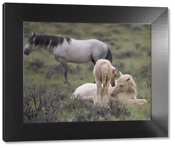 Mustangs  /  wild horses, cremello colt Cremosso and foal interacting, McCullough Peaks herd