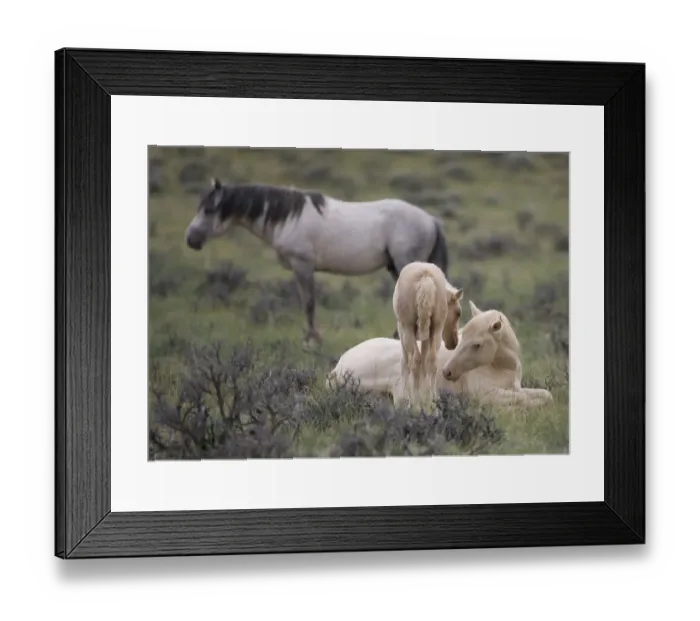 Framed Print : Mustangs / wild horses, cremello colt Cremosso and foal interacting, McCullough Peaks herd Framed Print : Mustangs / wild horses, cremello colt Cremosso and foal interacting, McCullough Peaks herd