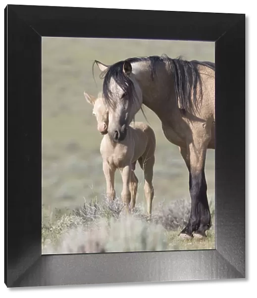 Mustangs  /  wild horses, cremello colt Cremosso with mare, McCullough Peaks herd, Wyoming