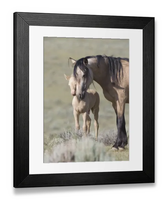 Framed Print : Mustangs / wild horses, cremello colt Cremosso with mare, McCullough Peaks herd, Wyoming Framed Print : Mustangs / wild horses, cremello colt Cremosso with mare, McCullough Peaks herd, Wyoming