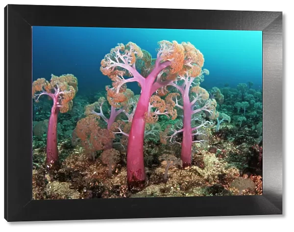 Flower tree soft corals (Umbellulifera sp. ), Triton Bay, near Kaimana, West Papua