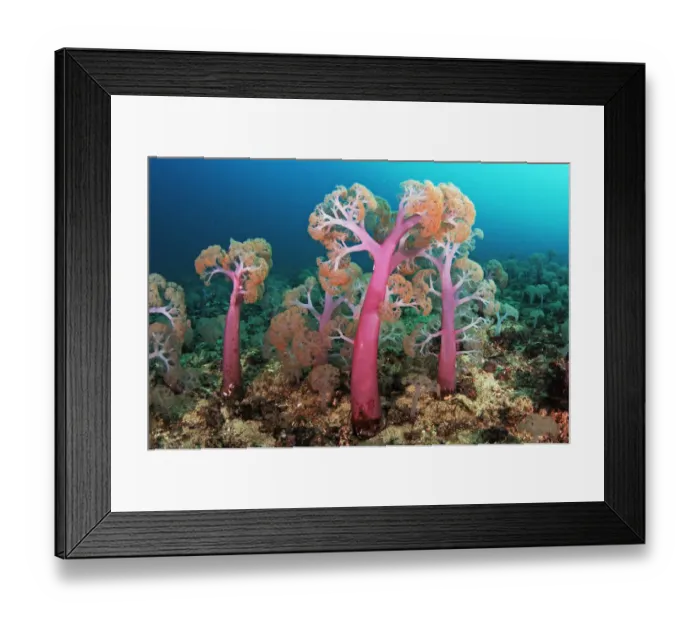 Framed Print : Flower tree soft corals (Umbellulifera sp. ), Triton Bay, near Kaimana, West Papua Framed Print : Flower tree soft corals (Umbellulifera sp. ), Triton Bay, near Kaimana, West Papua