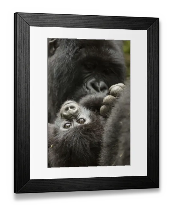 Framed Print : Mountain gorilla (Gorilla beringei beringe) female with baby age, 4 months, Volcanoes National Park Framed Print : Mountain gorilla (Gorilla beringei beringe) female with baby age, 4 months, Volcanoes National Park