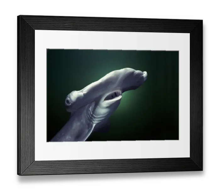 Framed Print : Head and gills of juvenile Scalloped hammerhead shark (Sphyrna Lewini), Kane ohe Bay Framed Print : Head and gills of juvenile Scalloped hammerhead shark (Sphyrna Lewini), Kane ohe Bay