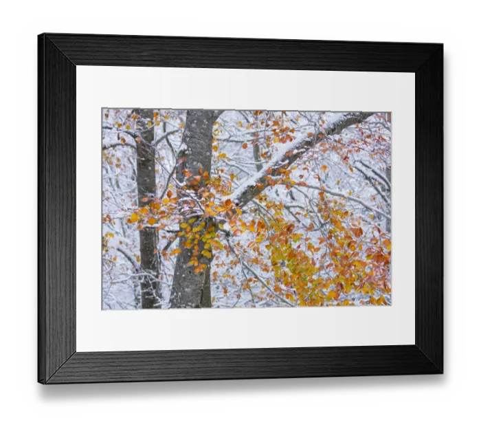 Framed Print : Beech (Fagus sylvatica) woodland with dusting of snow and autumn leaves on branch Framed Print : Beech (Fagus sylvatica) woodland with dusting of snow and autumn leaves on branch