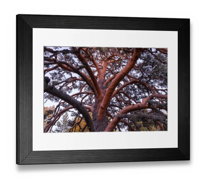 Framed Print : Scots pine (Pinus sylvestris), Laguna Negra y Circos Glaciares de Urbion natural park Framed Print : Scots pine (Pinus sylvestris), Laguna Negra y Circos Glaciares de Urbion natural park